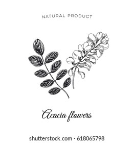 Vector hand drawn acacia flower Illustration. Sketch vintage style. Design template. Retro background.