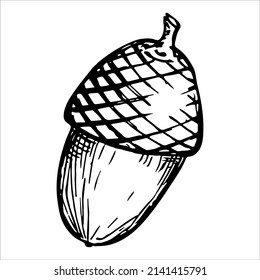 Vector hand drawn acorn illustration isolated on white background. Autumn botany sketch.