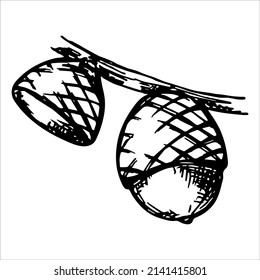 Vector hand drawn acorn illustration isolated on white background. Autumn botany sketch.