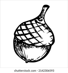 Vector hand drawn acorn illustration isolated on white background. Autumn botany sketch.