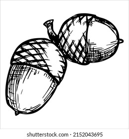 Vector hand drawn acorn illustration. Autumn botany sketch clipart.