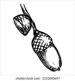 Vector hand drawn acorn illustration. Autumn botany sketch clipart.