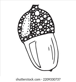 Vector Hand Drawn Acorn Illustration. Autumn Botany Sketch Clipart.