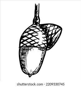 Vector Hand Drawn Acorn Illustration. Autumn Botany Sketch Clipart.