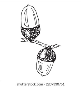 Vector Hand Drawn Acorn Illustration. Autumn Botany Sketch Clipart.