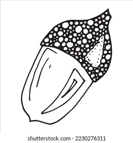 Vector hand drawn acorn illustration. Autumn botany sketch clipart.