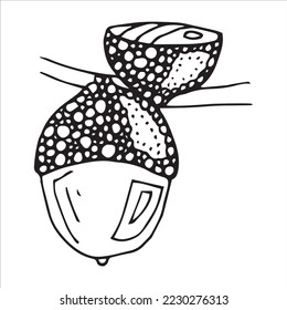 Vector hand drawn acorn illustration. Autumn botany sketch clipart.