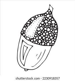 Vector hand drawn acorn illustration. Autumn botany sketch clipart.