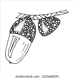 Vector hand drawn acorn illustration. Autumn botany sketch clipart