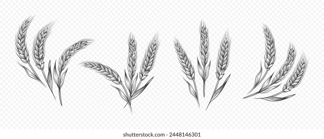 Vector Hand Drawn Agriculture Wheat, Cereal Ear Icon Set Isolated. Organic Wheat, Rice Ears. Grain Ear Design Template for Bread, Beer Logo, Packaging, Labels for Farming, Organic Food Concept