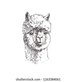 Vector hand drawn alpaca face isolated on white. Hand drawn illustration of cute lama in sketch style.