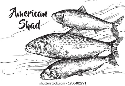 Vector hand drawn american shad fish