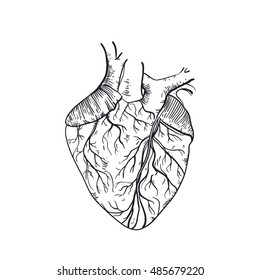 Vector Realistic Anatomical Heart Stock Vector (Royalty Free) 377889070 ...