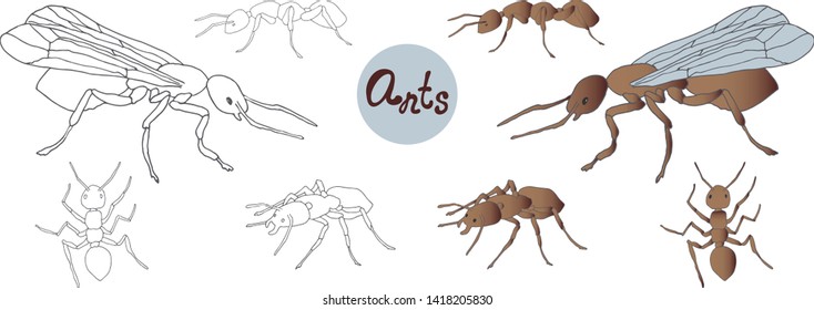 Vector Hand Drawn Ants Set, Emmet,
Pismire, Ant Farm Forcarius, Female Ant