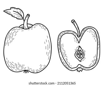 manzana dibujada a mano vectorial. Hermosa fruta entera con hoja y mitad cortada. Ilustración vectorial. estilo artístico de línea dibujada a mano para diseño, decoración y decoración