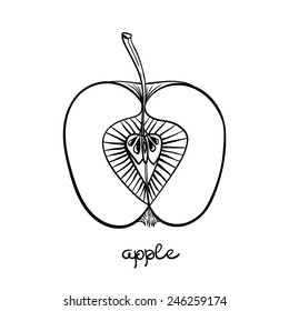 Vector hand drawn apple half