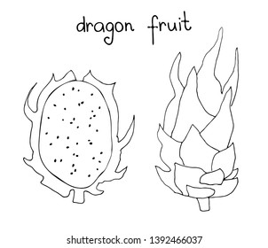 Vector hand drawn art of tropical dragon fruit. Summer print in doodle style. 