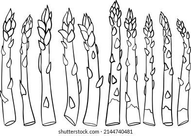 Vector, hand drawn asparagus. Fresh organic vegetable isolated on white background. Coloring pages with asparagus