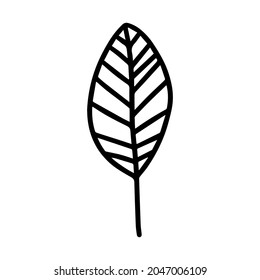 Vector hand drawn autumn leaf isolated on white background icon. Cute doodle fall leaf for seasonal design, textile, decoration for greeting card. Doodle coloring page for adult and kids. Ink line art