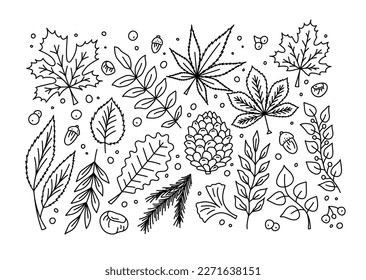 Hojas de otoño dibujadas a mano vectorial ajustadas en el estilo de línea. Arce roja, roble, hojas de castaño. Bayas, bellotas, castañas y ramas de pino, álamos de temblor, marihuana. Ilustración de cono de fir