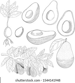 Vector hand drawn avocado collection. Branch with leaves and avocado, seed, sprout, whole avocado, half with seed and without in sketch style. Line art of nature healthy food.