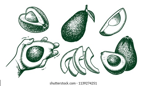 Vector hand drawn avocado set. Whole avocado, sliced pieces, half, leaf and seed sketch. Tropical summer fruit engraved style illustration. Detailed food drawing. Great for label, poster, print doodle