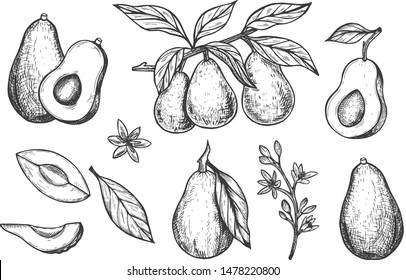 Vector hand drawn avocado set. Whole avocado, sliced ​​pieces, half, leaf and seed sketch. Tropical summer fruits engraved style illustration.