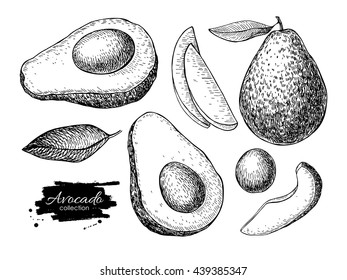 Vector hand drawn avocado set. Whole avocado, sliced pieces, half, leaf and seed sketch. Tropical summer fruit engraved style illustration. Detailed food drawing. Great for label, poster, print