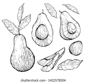 Vector hand drawn avocado set.Fruit avocado isolated on white background.Whole and cut in half fruit with pit.Whole avocado, sliced pieces, half, leaf and seed.Food engraved style illustration.