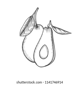 Vector hand drawn avocado and sliced pieces set. Tropical summer fruit engraved style illustration. Detailed food drawing. Great for label, poster, print