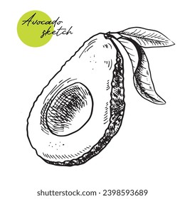 Vector hand drawn avocado and sliced pieces set. Tropical summer fruit engraved style illustration. Detailed food drawing. Great for label, poster, print