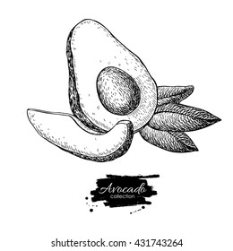 Vector hand drawn avocado, sliced piece and leaves. Tropical summer fruit engraved style illustration. Detailed avocado food drawing. Great for label, poster, print