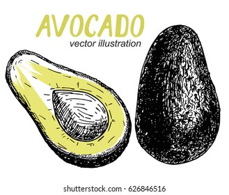 Vector hand drawn avocado and sliced pieces set. Tropical summer fruit engraved style illustration. Detailed food drawing. Great for label, poster, print.