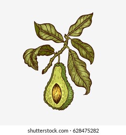 Vector hand drawn avocado and sliced pieces. Engraved style illustration. Detailed food drawing. Great for label, poster, print