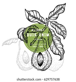 Vector hand drawn avocado and sliced pieces. Engraved style illustration. Detailed food drawing. Great for label, poster, print