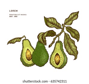 Vector hand drawn avocado and sliced pieces. Engraved style illustration. Detailed food drawing. Great for label, poster, print