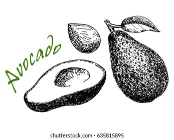 Vector hand drawn avocado and sliced pieces set. Tropical summer fruit engraved style illustration. Great for label, poster, print