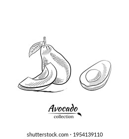 Vector hand drawn avocado and slices set. Sketch of a whole avocado, sliced ​​and leaves. Botanical illustration of avocado. Juicy tropical fruits.Great for labels, posters, prints.