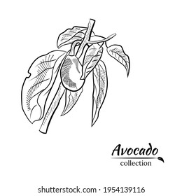 Vector dibujado a mano aguacate y rodajas. Esbozo de un aguacate entero, cortado de hojas de aguacate y raspado. Ilustración botánica del aguacate. Frutos tropicales jugosos.Ideal para etiquetas, afiches, impresiones.