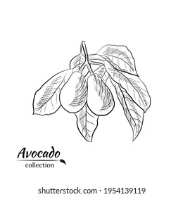 Vector hand drawn avocado and slices set. Sketch of a whole avocado, sliced ​​and leaves. Botanical illustration of avocado. Juicy tropical fruits.Great for labels, posters, prints.