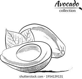 Vector hand drawn avocado and slices set. Sketch of a whole avocado, sliced ​​and leaves. Botanical illustration of avocado. Juicy tropical fruits.Great for labels, posters, prints.