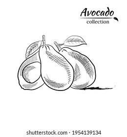 Vektor handgezeichnet Avocado und Scheiben Set. Skizze eines ganzen Avocado, geschnitten ​ ​ und Blätter. Botanische Illustration von Avocado. Juicy tropische Früchte. Ideal für Etiketten, Plakate, Drucke.