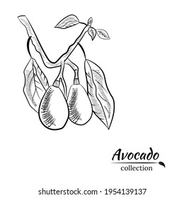 Vector dibujado a mano aguacate y rodajas. Esbozo de un aguacate entero, cortado de hojas de aguacate y raspado. Ilustración botánica del aguacate. Frutos tropicales jugosos.Ideal para etiquetas, afiches, impresiones.