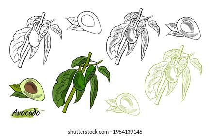 Vector dibujado a mano aguacate y rodajas. Esbozo de un aguacate entero, cortado de hojas de aguacate y raspado. Ilustración botánica del aguacate. Frutos tropicales jugosos.Ideal para etiquetas, afiches, impresiones.