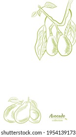 Vector dibujado a mano aguacate y rodajas. Esbozo de un aguacate entero, cortado de hojas de aguacate y raspado. Ilustración botánica del aguacate. Frutos tropicales jugosos.Ideal para etiquetas, afiches, impresiones.