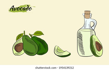 Vector dibujado a mano aguacate y rodajas. Esbozo de botellas de aceite de aguacate. Esbozo de un aguacate entero, cortado de hojas de aguacate y raspado. Ilustración botánica del aguacate. Frutas tropicales jugosas. 