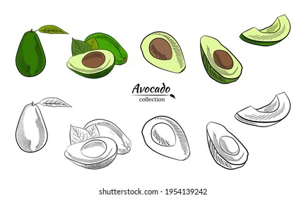 Vector hand drawn avocado and slices set. Sketch of a whole avocado, sliced ​​and leaves. Botanical illustration of avocado. Juicy tropical fruits.Great for labels, posters, prints.
