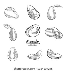 Vector dibujado a mano aguacate y rodajas. Esbozo de un aguacate entero, cortado de hojas de aguacate y raspado. Ilustración botánica del aguacate. Frutos tropicales jugosos.Ideal para etiquetas, afiches, impresiones.
