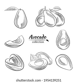 Vector hand drawn avocado and slices set. Sketch of a whole avocado, sliced ​​and leaves. Botanical illustration of avocado. Juicy tropical fruits.Great for labels, posters, prints.