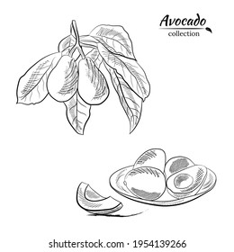 Vector hand drawn avocado and slices set. Sketch of a whole avocado, sliced ​​and leaves. Botanical illustration of avocado. Juicy tropical fruits.Great for labels, posters, prints.